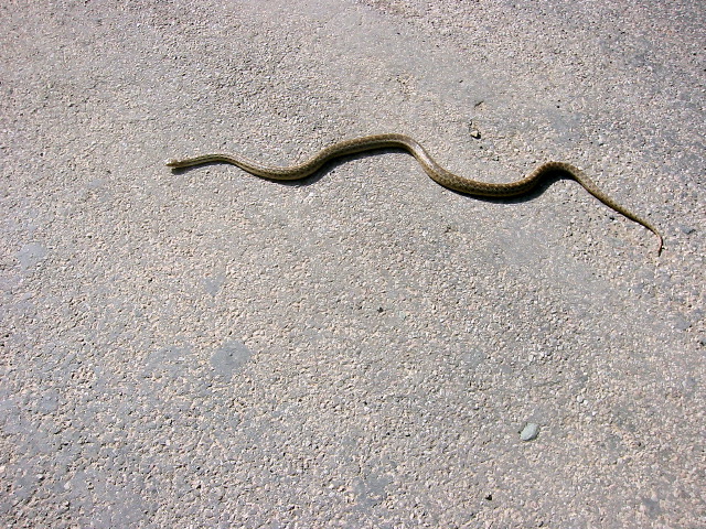 Snake on the road