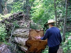 Felled Cedar, McCloud Preserve