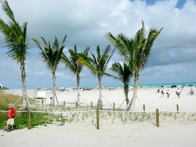 Windy palms, Miami Beach
