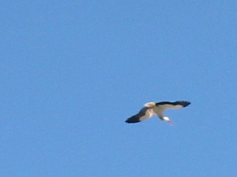 Avila: Stork in sky