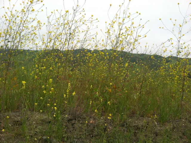 Figueroa Mountain Road