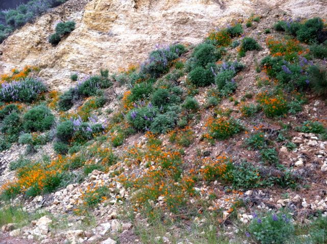 Figueroa Mountain Road