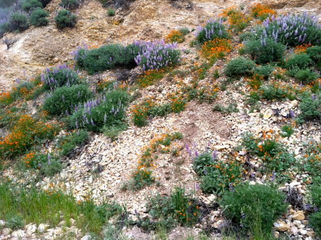 Figueroa Mountain Road